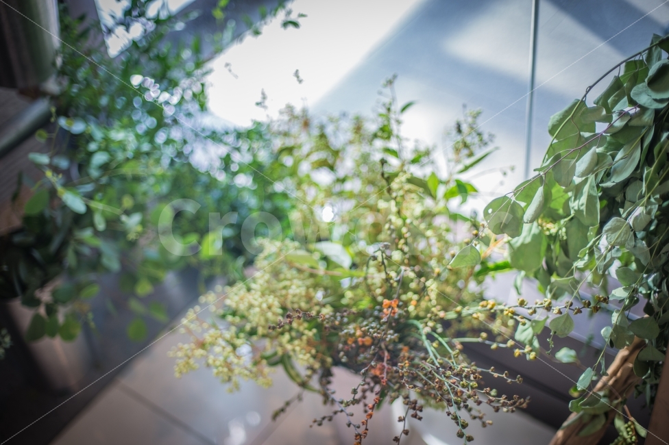 싱그러움,식물,꽃,보케,차분함,녹색,역광,햇빛,fresh,green,flower,plant,bokeh,calm,comfortable,backlight,sunlight,식물,자연,plants,nature