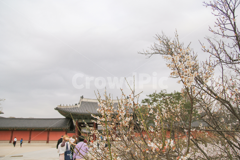 매화,매화나무,매화꽃,봄,꽃,풍경,자연,고궁,창덕궁,봄,계절,spring,season,한국전통,한국문화,korean traditional,korean culture,랜드마크,landmark,tourist attraction,한국랜드마크,한국관광지,한국명소,korea landmark,korea tourist attraction