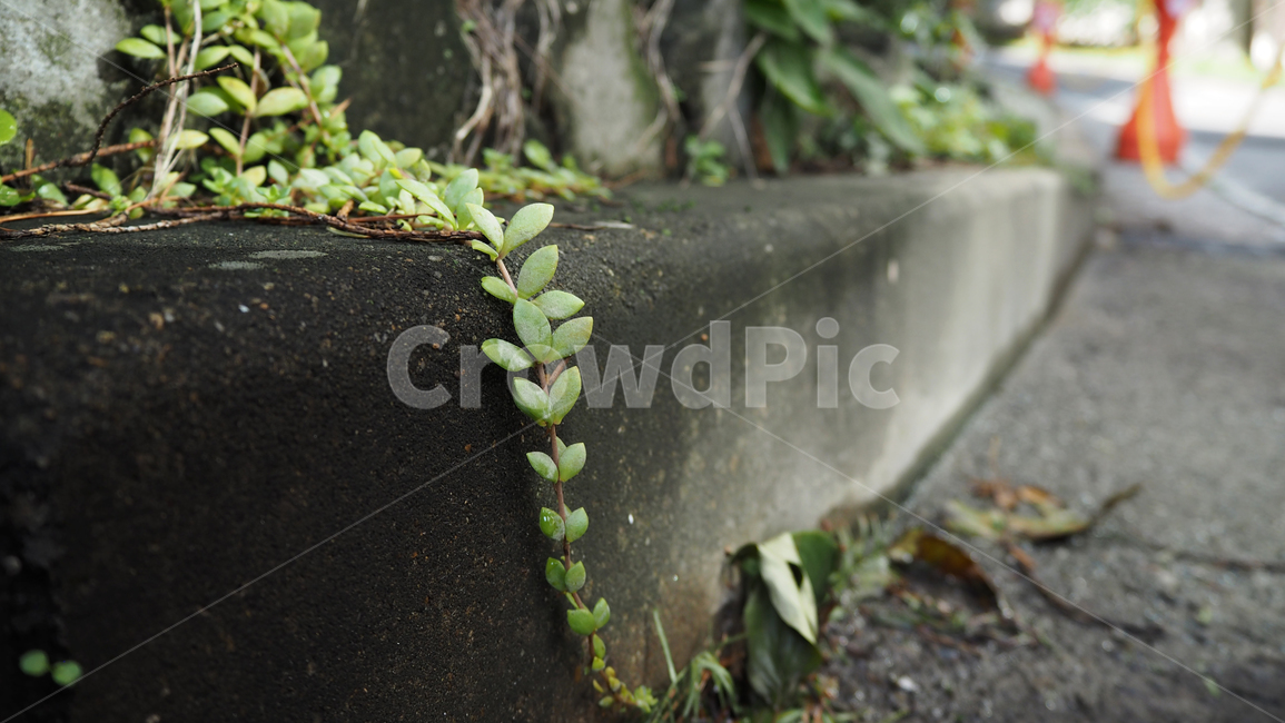 식물,야외,그린,plants,outdoors,green,식물,자연,plants,nature