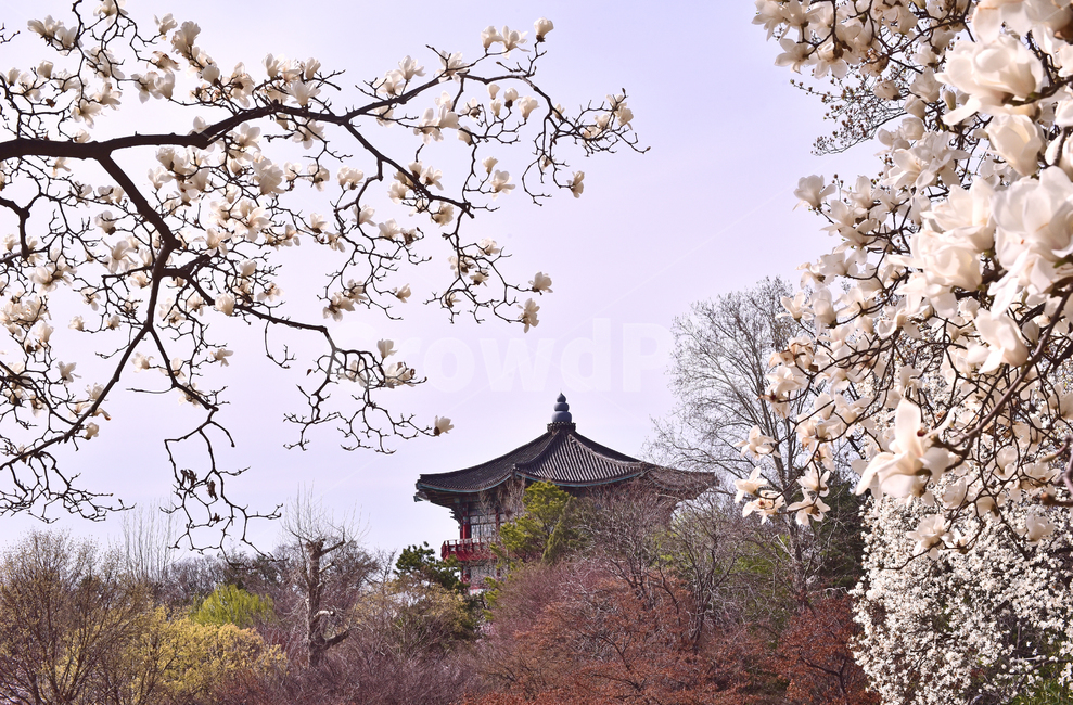 한국자연경관,목련꽃,흰목련,하얀목련,봄꽃,배경,야외,옥외,아웃도어,바탕,백그라운드,한국적,한국자연풍경,기와지붕,정자,코리안,korean,background,plant,식물,blossom,꽃,flower,봄배경,시즌,계절,season,봄,계절,spring,season