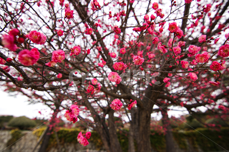 홍매화,벚꽃,식물,꽃,봄,식물,자연,plants,nature,꽃,flower
