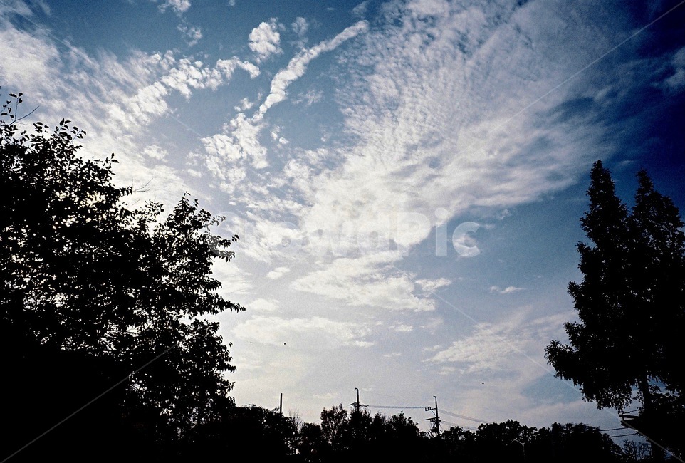 나무,풍경,하늘,구름,햇빛,tree,landscape,sky,cloud,shine,자연,nature
