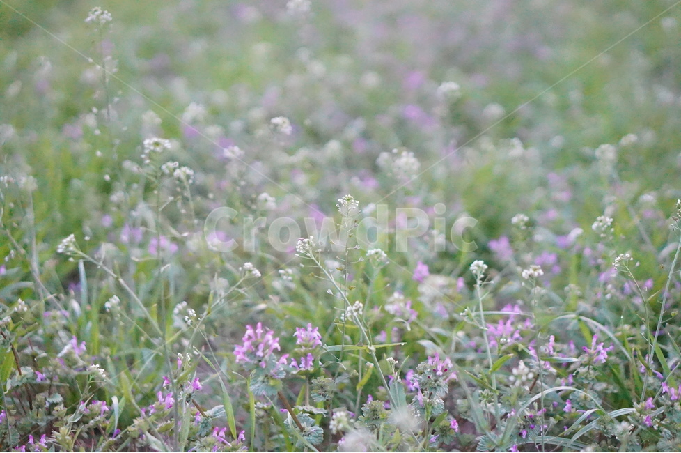 냉이꽃,흰색,풀밭,봄,저녁,식물,자연,plants,nature,꽃,flower
