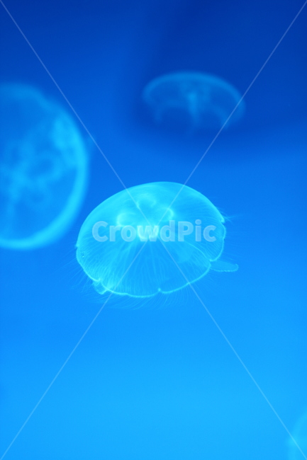 해파리,아쿠아리움,푸른색해파리,jellyfish,바다해파리