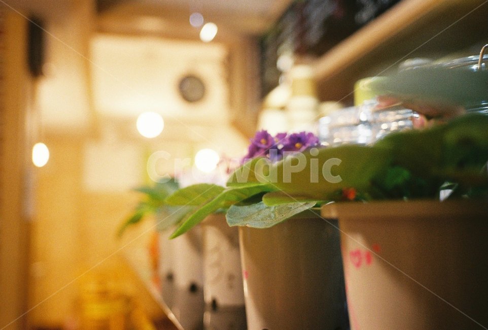 꽃,화분,인테리어,카페,소품,분위기,감성,필름,filmphoto,film,실내용화초,화분,화초,house plant