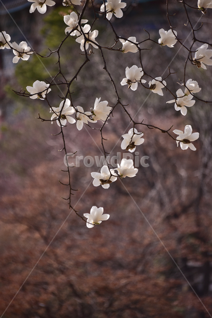white flower,green,blossom,Spring background,magnolia flower,flower,spring flowers,outdoor,magnolia,environment,outdoors,background,plant,season,tree flower