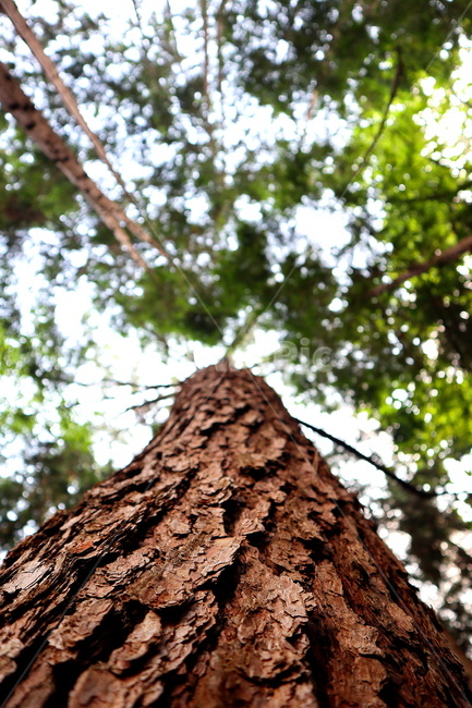 자연,나무,초록,하늘,소나무,tree