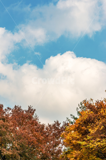 가을,fall,autumn,단풍,leaf,leaves,하늘,sky,식물,plant,야외,outdoor,공원,park,자연,nature,휴식,takeabreak,takearest,나무,tree,가을,계절,fall,autumn,season,자연,풍경,nature,landscape