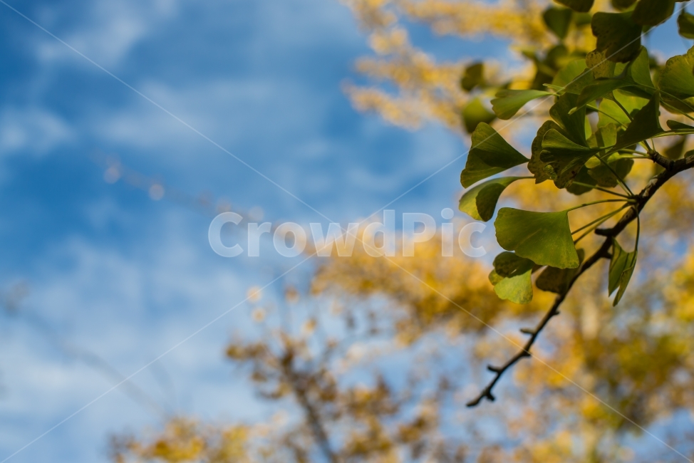나뭇잎,가을,단풍잎,단풍,은행,은행나무,산,나무,풍경,가을,계절,fall,autumn,season,식물,자연,plants,nature,leaf,잎,plant