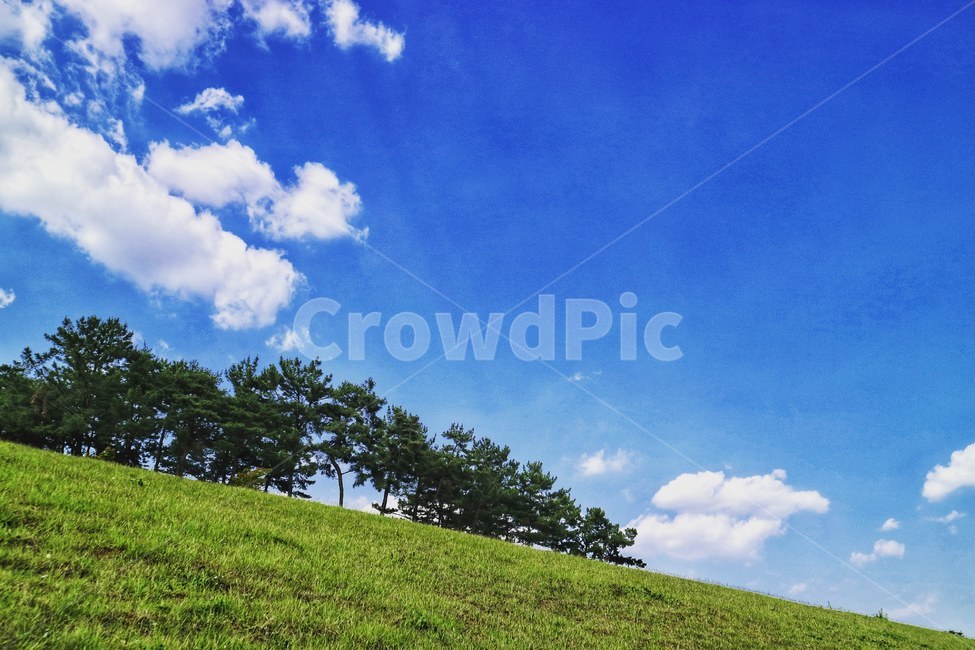 하늘,자연,숲,나무,힐링,자연,풍경,nature,landscape,grassland,목초지,field,들,outdoors,옥외