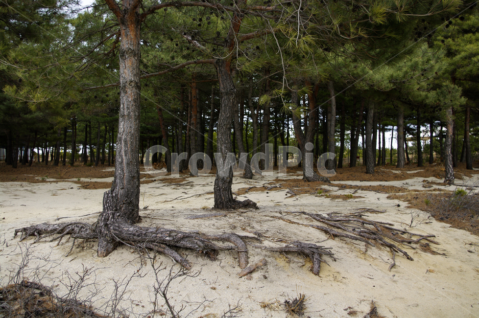 소나무,숲,모래,솔숲,식물,나무,자연,풍경,nature,landscape,plant,tree,tree trunk,나무 줄기,root,뿌리