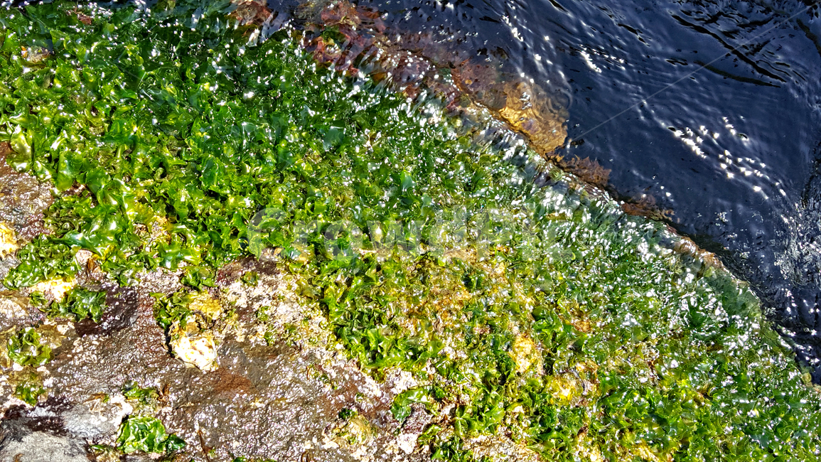 파래,plant,식물,algae,조류,바다
