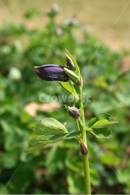 하늘매발톱,봄,봄날,봄풍경,감성,spring,flower,공원,풍경,식물,새싹,잎,초록,꽃,보라,봄,계절,spring,season,식물,자연,plants,nature,꽃,flower,plant,blossom