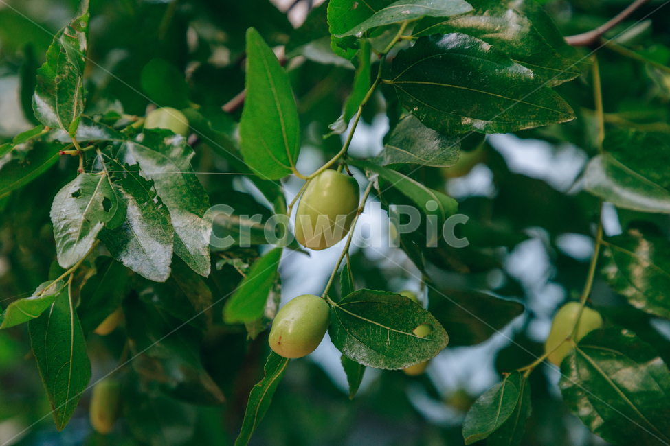 자연,식물,초록,나무,싱그러운,열매,tree,식물,자연,plants,nature,과일,열매,fruit