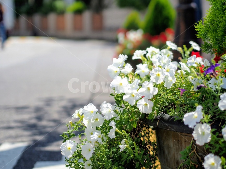 꽃,거리,화사한,햇빛,flower,삼청동,꽃,flower,실내용화초,화분,화초,house plant