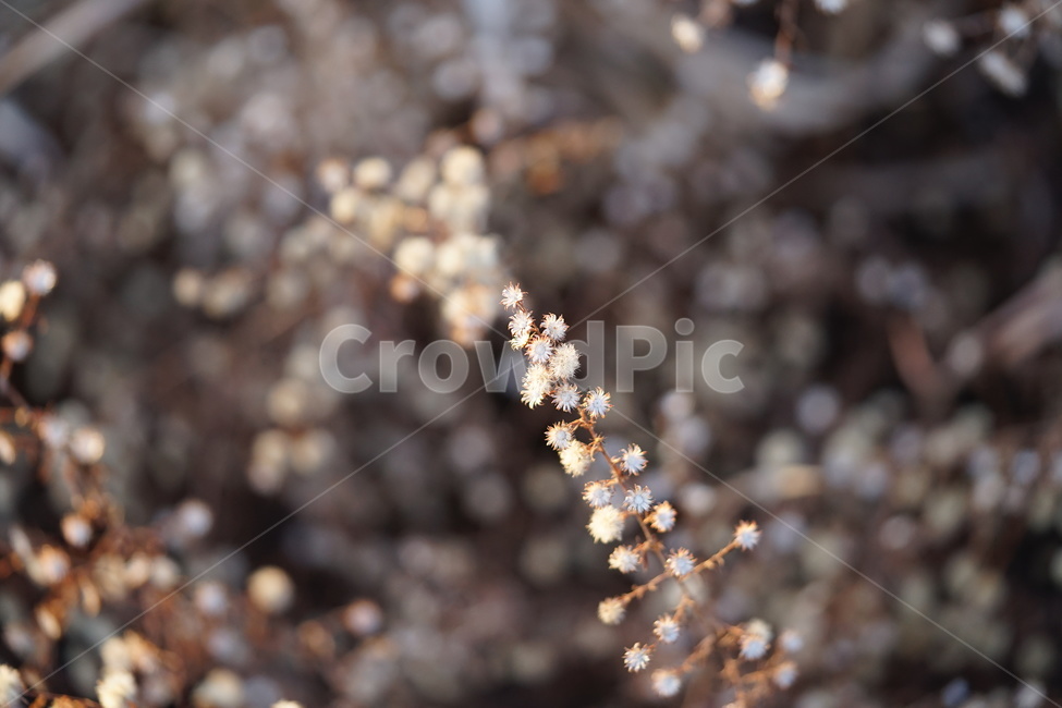 들꽃,봄,하얀꽃,들풀,꽃,꽃이피는,봄,계절,spring,season,식물,자연,plants,nature,꽃,flower,plant