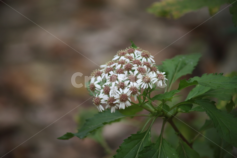 섬쑥부쟁이,식물,가을꽃,야생화,ulleungdoaster,식물,자연,plants,nature,꽃,flower