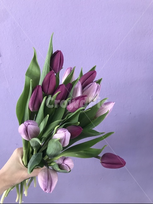 꽃,튤립,flower,tulip,봄,spring
