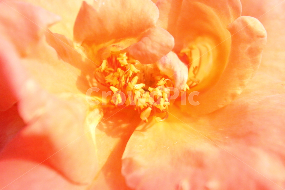 꽃,장미,식물,정원수,rose,식물,자연,plants,nature,꽃,flower