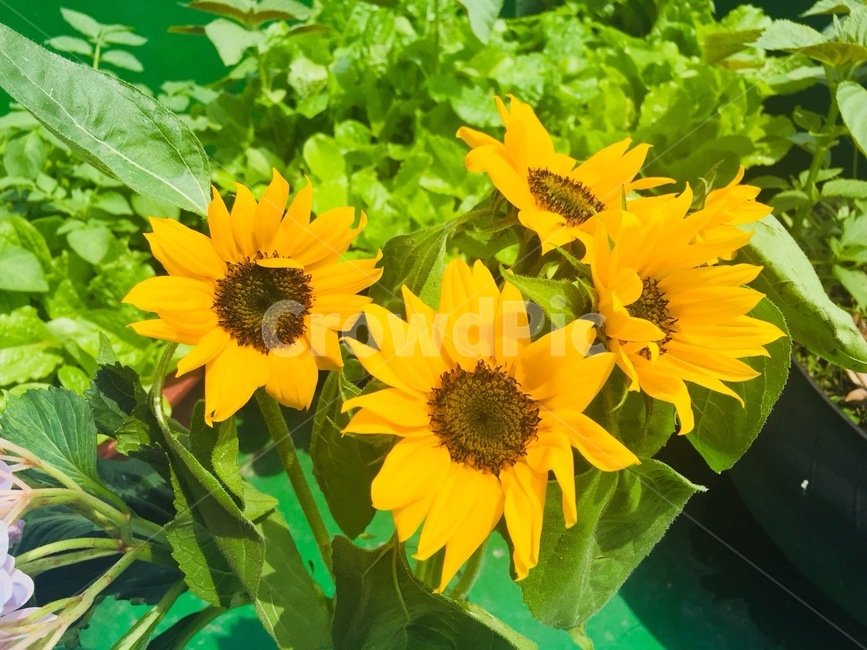 해바라기,plant,식물,flower,blossom,여름,여름꽃,감성,꽃,식물,자연,plants,nature,꽃,flower