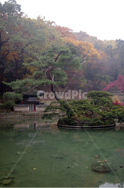 창덕궁후원,부용지,가을,fall,나무,식물,plant,단풍,가을,계절,fall,autumn,season,자연,풍경,nature,landscape,한국자연풍경,한국자연경관,korea nature landscape,tree,outdoors,옥외