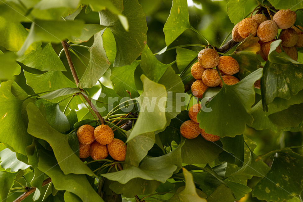 은행,은행나무,은행열매,은행나무열매,은행잎,ginkgo,가을,계절,fall,autumn,season,나무,trees,wood,과일,열매,fruit,plant,식물,tree,leaf,잎,annonaceae,아네 나과