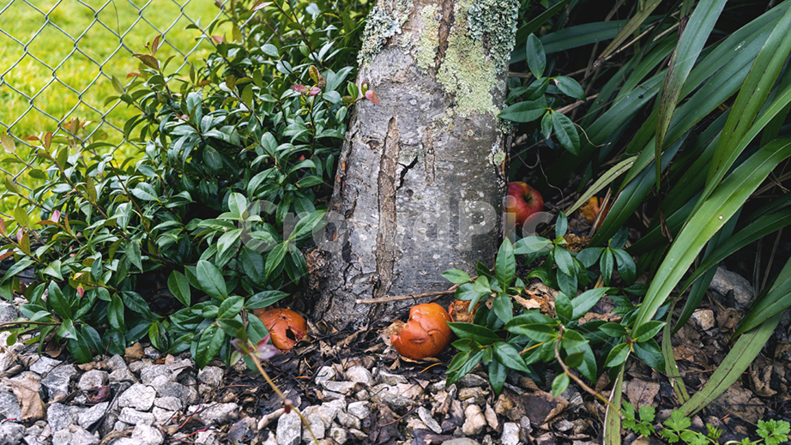 plant,식물,food,음식,fruit,과일,treetrunk,나무,tree,사과,apple,나무줄기