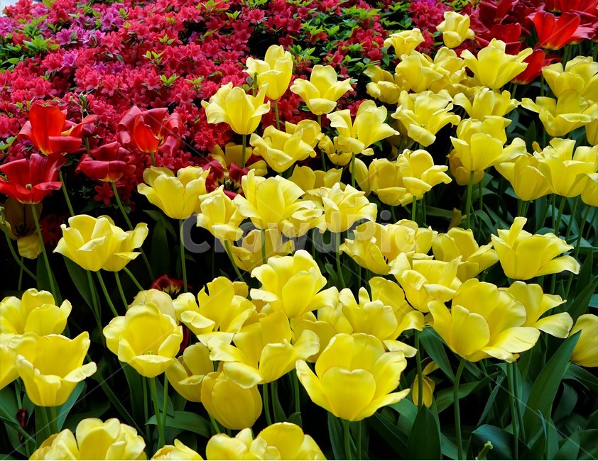 튤립,봄,bloom,꽃,식물,자연,화사함,꽃향기,tulip,colorful,floral,flower,gardenflowers,happymind,life,nature,plant,spring봄,spring,노랑색,식물,자연,plants,nature,꽃,flower