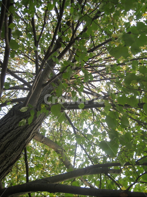 나무,식물,나무줄기,tree,plant,treetrunk,자연,nature,나무,trees,wood
