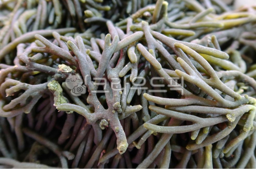 해조류,청각,여수청각,녹조류,식재료,해양식물,김장재료,음식재료,seaweed,auditory,yeosuauditory,greenalgae,marineplants,kimchiingredients,foodingredients
