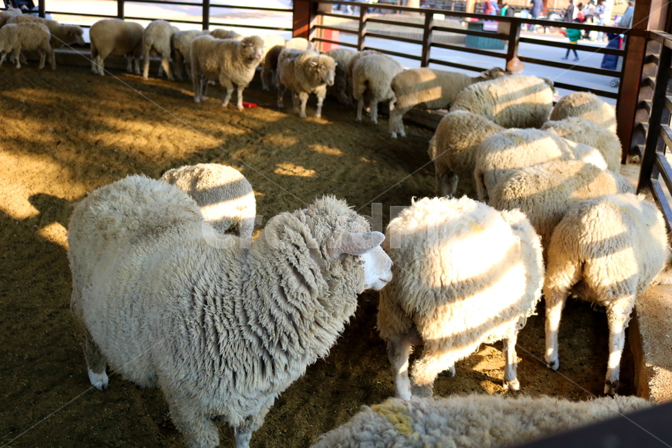 양,동물,포유류,초식동물,자연,목장,안성팜랜드,동물농장,동물,animal,포유류,mammal,산업,industry,industrial,목축업,목장,livestock farming,ranching,pasture