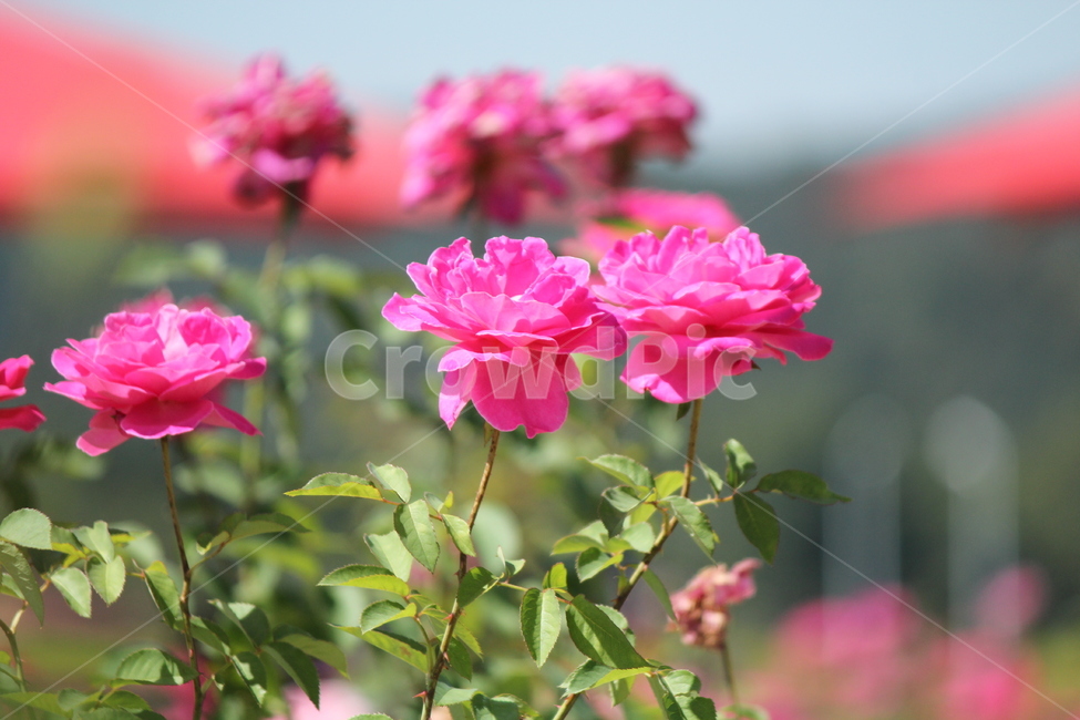 장미,핑크,plant,식물,flower,blossom,꽃,세송이,식물,자연,plants,nature,꽃,flower