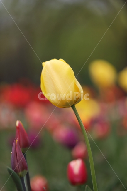 꽃,튤립,봄,공원,자연,꽃밭,flower,tulips,spring,park,노란꽃,노랑,색깔