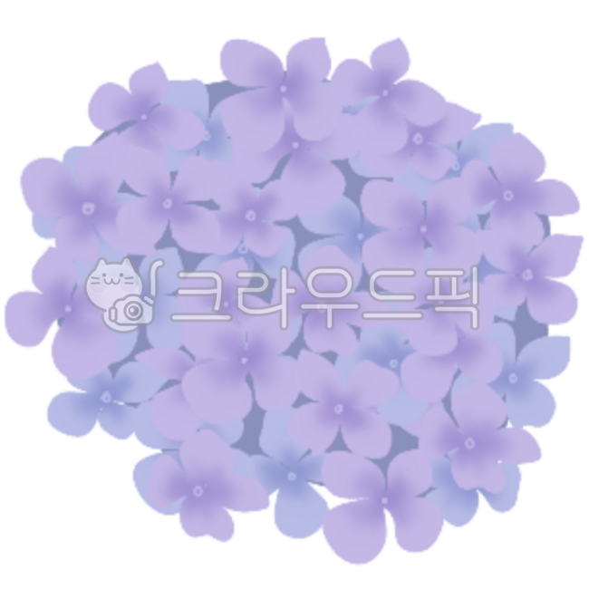 Hydrangea,hydrangea illustration,summer hydrangea illustration,hydrangea festival,hydrangea image,Jeju hydrangea