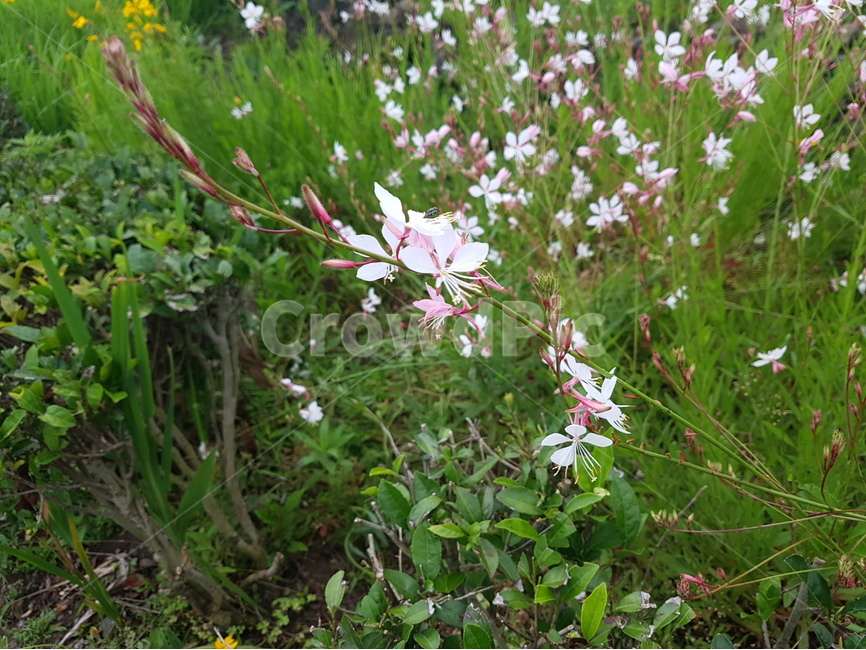 꽃,들꽃,자연,싱그러움,푸르름,식물,자연,plants,nature,꽃,flower