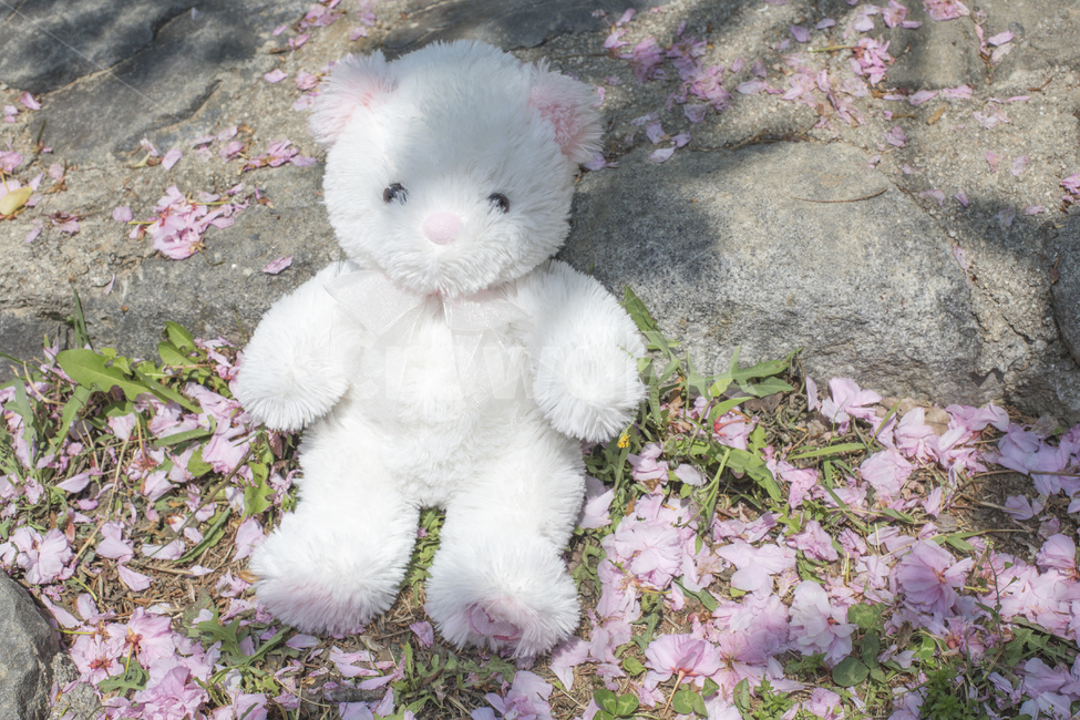 곰,곰인형,인형,완구,장난감,흰색,리본,컨셉,야외,꽃잎,벚꽃,그림자