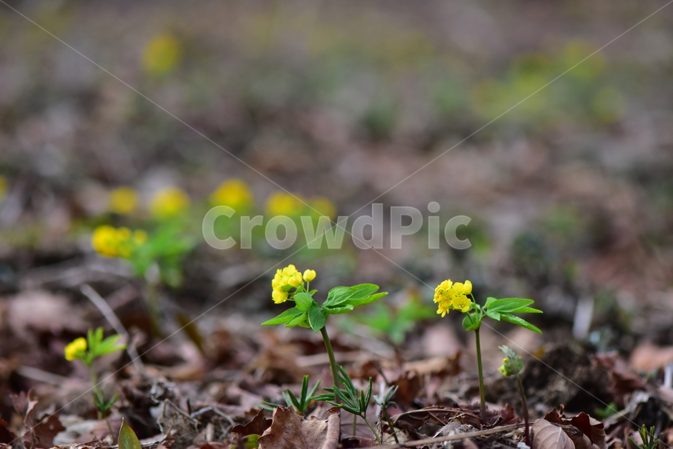 한계령풀,야생화,봄,꽃,풀꽃,자연,식물,식생,plants,nature,spring,season,flower