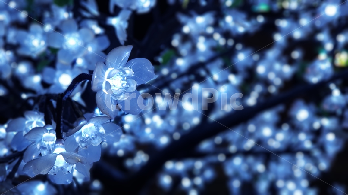 빛,꽃,나무,꽃나무,반짝반짝,빛꽃