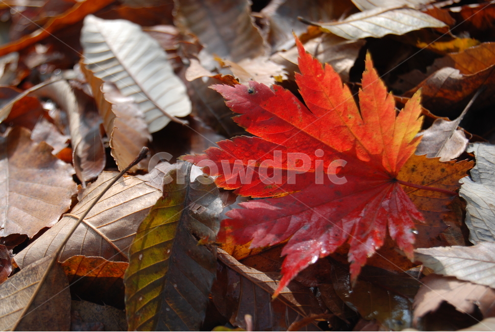 회문산,낙엽,자연,공원,단풍,가을,계절,fall,autumn,season,식물,자연,plants,nature,leaf,잎,plant,tree,나무