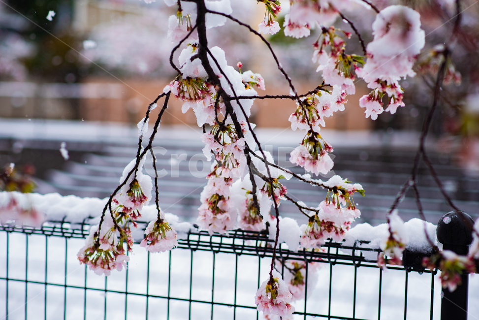 벚꽃,봄,겨울,눈,눈꽃,이상기온,풍경,식물,plant,flower,snow,cherryblossom,bossom,winter,spring