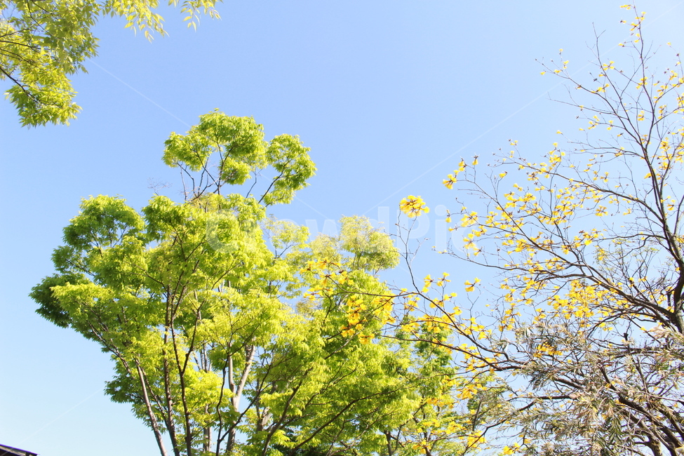 공원,하늘,봄,나무,식물,소풍,식물,자연,plants,nature,나무,trees,wood