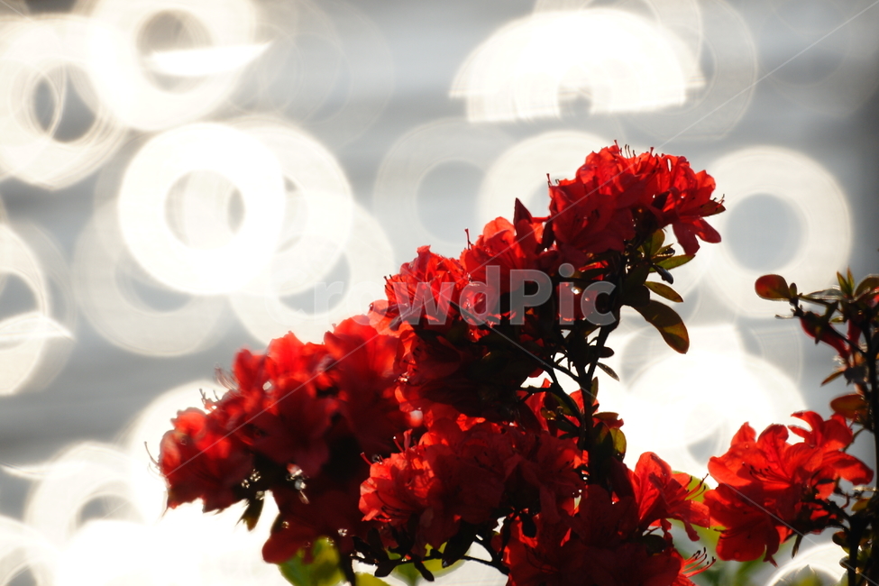꽃,빨간꽃,보케,꽃잎,붉은색,식물,봄,계절,spring,season,식물,자연,plants,nature,꽃,flower,휴식,힐링,rest,relaxation,healing,geranium,제라늄,blossom,plant