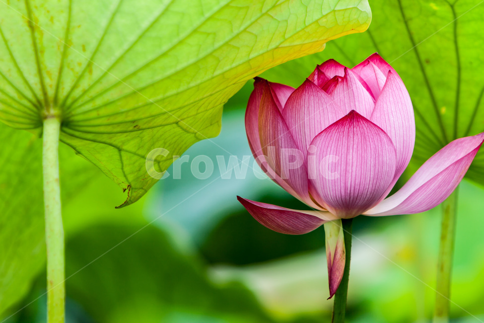 연꽃,연잎,문양,무늬,자연,식물,자연,plants,nature,꽃,flower