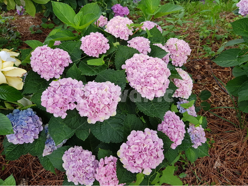 hydrangea,수국,여름꽃,꽃,핑크수국,녹색,연보라,자색,공원,꽃길,식물,식물,자연,plants,nature,꽃,flower