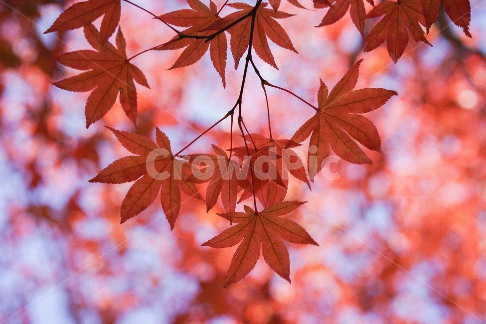 단풍,가을,낙엽,fall,autumn,단풍나무,가을,계절,fall,autumn,season,식물,자연,plants,nature,plant,leaf,잎,tree,나무,maple