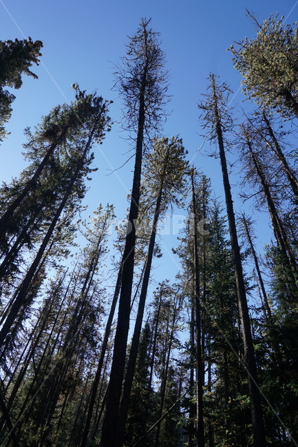 tree,나무,plant,식물,전나무,fir,하늘,sky,침엽수,conifer,숲,frest,침엽수림,coniferforest,자연,풍경,nature,landscape,구과 식물