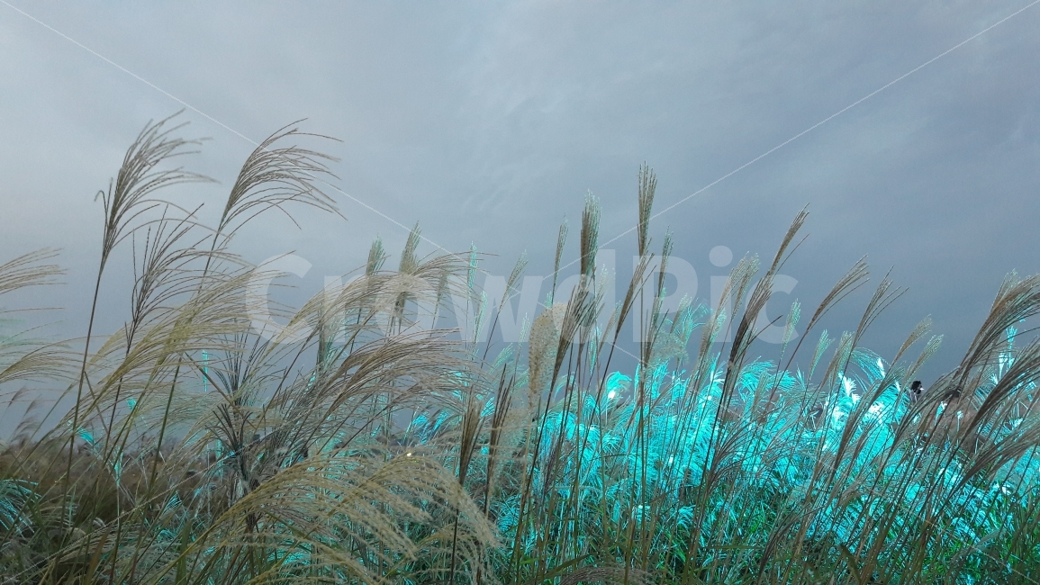상암동,하늘공원,억새풀,축제,조명,가을,계절,fall,autumn,season,자연,풍경,nature,landscape,한국자연풍경,한국자연경관,korea nature landscape,grass,잔디,plant,식물,lawn,reed,갈대