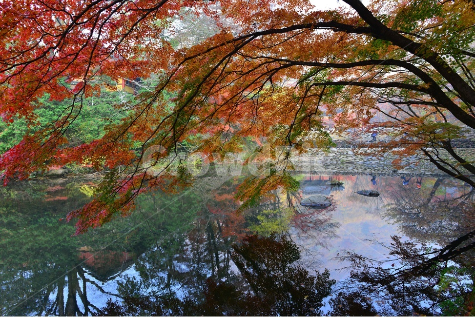 전남,백양사가을,장성,백양사,tree,나무,plant,식물,maple,단풍,leaf,잎,treetrunk,나무줄기,경치,경관,풍경,가을,계절,딘풍잎,추색,추경,outdoors,옥외,nature,자연,연못,계곡,가을,계절,fall,autumn,season,자연,풍경,nature,landscape