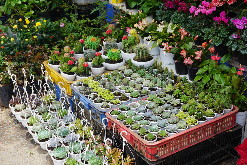 미니,화분,식물,cactus,선인장,달랏,베트남달랏,실내용화초,화분,화초,house plant