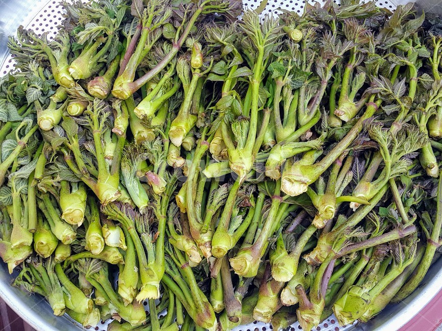 두릅,두릅나무,산나물,나무두릅,음나무,당뇨,혈당,식물,자연,plants,nature
